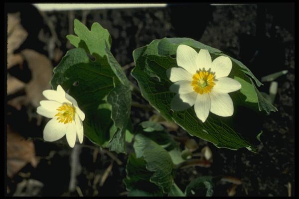 127072 Blood Root (Sanguinaria Canadensis) A4 Photo Print
