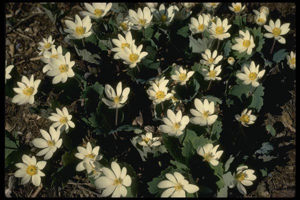 127073 Blood Root (Sanguinaria Canadensis) A4 Photo Print