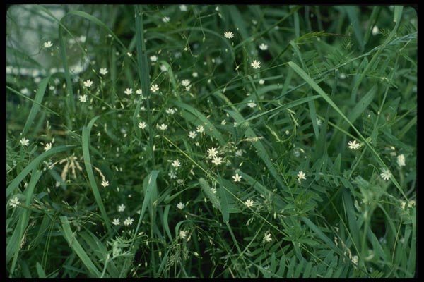 127074 Common Chickweed (Stellaria Media) A4 Photo Print