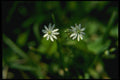 127075 Common Chickweed (Stellaria Media) A4 Photo Print