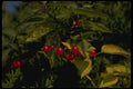 127076 Climbing Nightshade (Solanum Dulcamara) A4 Photo Print