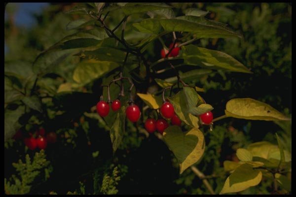 127076 Climbing Nightshade (Solanum Dulcamara) A4 Photo Print
