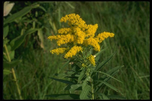 127077 Goldenrod (Solidago Sp.) A4 Photo Print