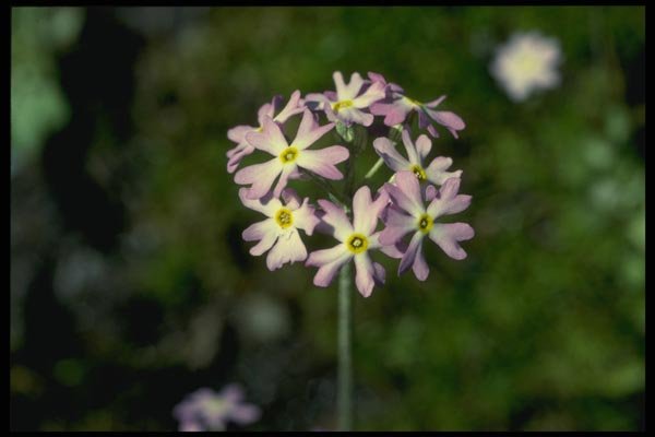 127078 Mealy Primrose (Primula Laurentiana) A4 Photo Print