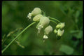 127079 Bladder Campion (Silene Cucubalus) A4 Photo Print