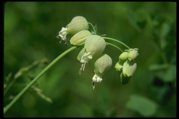 127079 Bladder Campion (Silene Cucubalus) A4 Photo Print