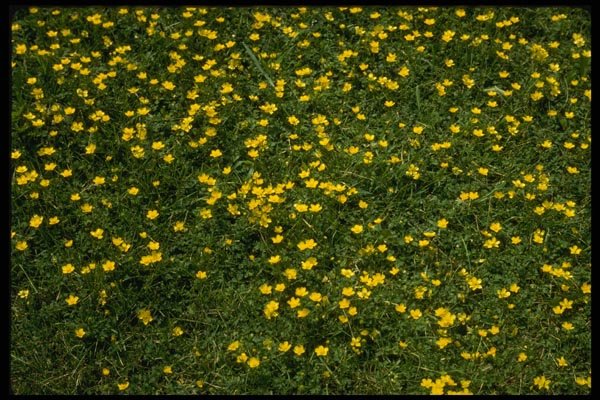 127080 Common Buttercup (Ranunculus) A4 Photo Print