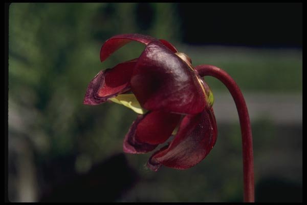 127081 Pitcher Plant (Sarracenia Purpurea) A4 Photo Print