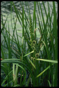 127082 Broad Fruited Bur Reed (Sparganium Eurycarpum) A4 Photo Print