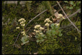 127083 Virginia Saxifrage (Saxifraga Virginiensis) A4 Photo Print