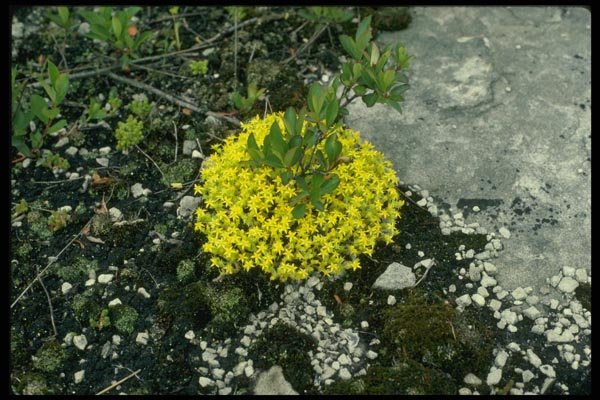 127084 Mossy Stonecrop (Sedum Acre) A4 Photo Print