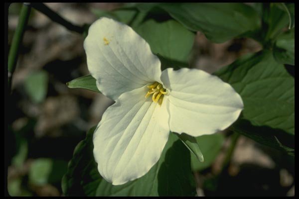 127085 Large Flowered Trillium (Trillium Grandiflorum) A4 Photo Print