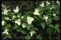 127086 Large Flowered Trillium (Trillium Grandiflorum) A4 Photo Print