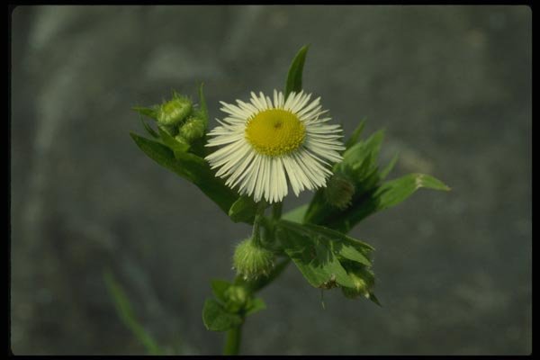 127087 Annual Fleabane (Erigeron Annuus) A4 Photo Print