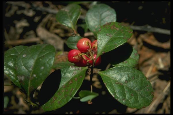 127088 Wintergreen (Gaultheria Procumbens) A4 Photo Print