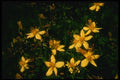 127091 Common St. John Swort (Hypericum Perforatum Millepertuis) A4 Photo Print