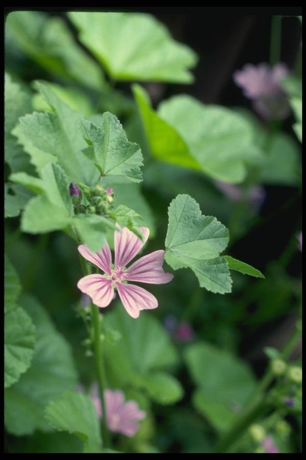 127092 Tall Mallow (Malva Sylvestris) A4 Photo Print