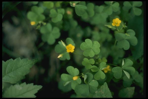 127093 Yellow Wood Sorrel (Oxalis Stricta) A4 Photo Print
