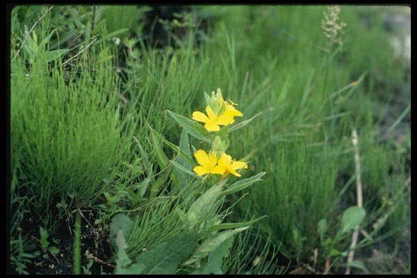 127094 Common Evening Primrose (Oenothera Biennis) A4 Photo Print