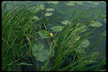 127095 Cow Lily (Nuphar Variegatum) A4 Photo Print