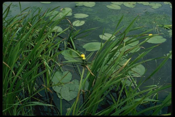 127095 Cow Lily (Nuphar Variegatum) A4 Photo Print