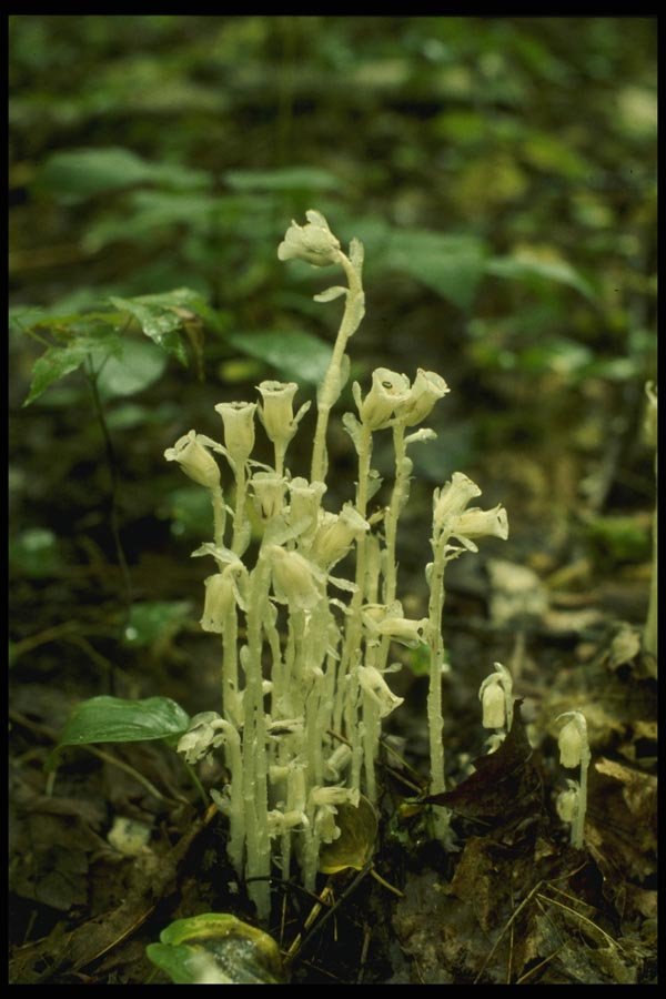 127096 Indian Pipe (Monotropa Uniflora) A4 Photo Print