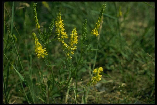 127097 Yellow Sweet Clover (Melilotus Officinalis) A4 Photo Print