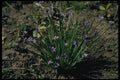 127099 Blue Eyed Grass (Sisyrinchium Angustifolium) A4 Photo Print