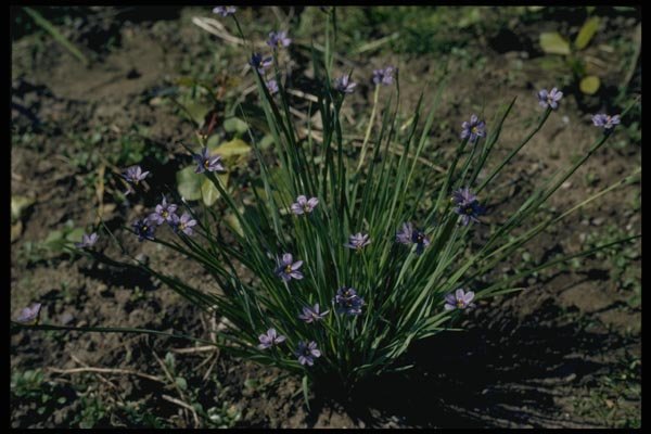 127099 Blue Eyed Grass (Sisyrinchium Angustifolium) A4 Photo Print