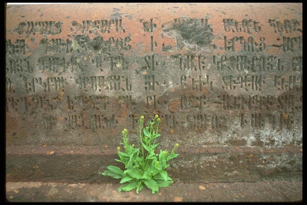 128082 Ancient Tombstone And Flowering Mustard Plant A4 Photo Print