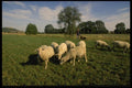 129039 Shepherd With His Flock Near The Eastern Autobahn A4 Photo Print