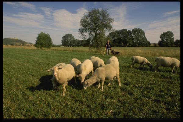 129039 Shepherd With His Flock Near The Eastern Autobahn A4 Photo Print