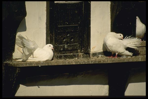 129045 White Pigeons, Wartburg Castle A4 Photo Print
