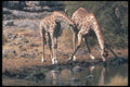 130000 Giraffe Drinking A4 Photo Print