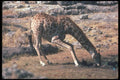 130001 Giraffe Drinking A4 Photo Print