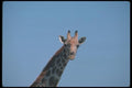 130002 Giraffe A4 Photo Print