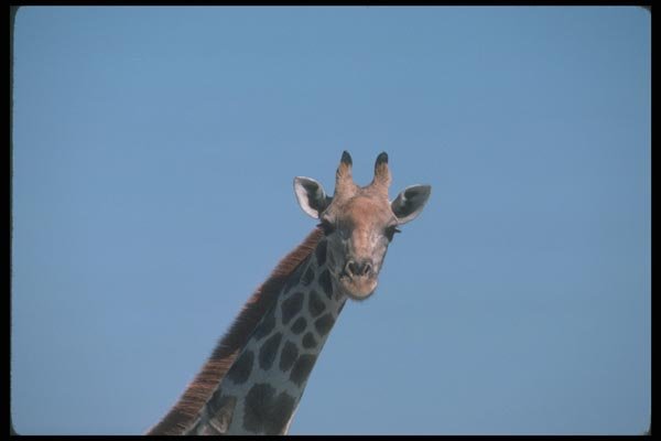 130002 Giraffe A4 Photo Print