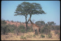 130003 Giraffe A4 Photo Print