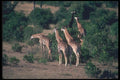 130004 Kenyan Giraffes A4 Photo Print
