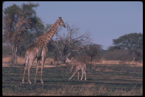 130005 Giraffe With Small Calf A4 Photo Print