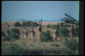 130006 Kenyan Giraffes A4 Photo Print