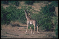 130007 Kenyan Giraffe A4 Photo Print