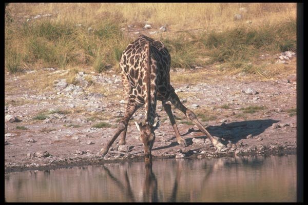 130008 Giraffe Drinking A4 Photo Print