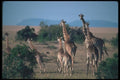130009 Kenyan Giraffes A4 Photo Print