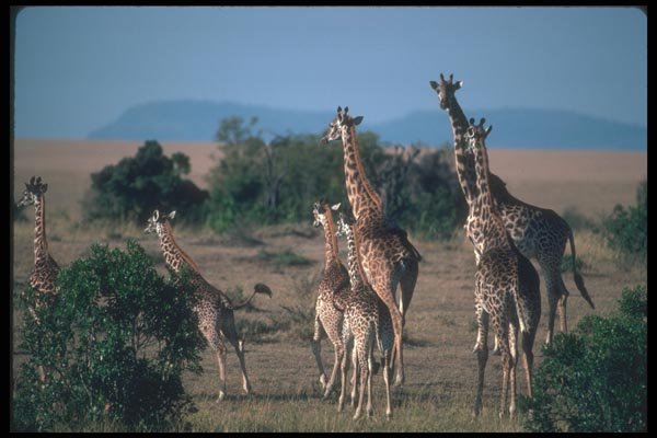 130009 Kenyan Giraffes A4 Photo Print
