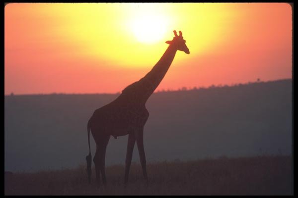 130010 Giraffe Silhouetted At Sunset A4 Photo Print