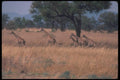 130011 Northern (Nubian) Giraffe Running A4 Photo Print