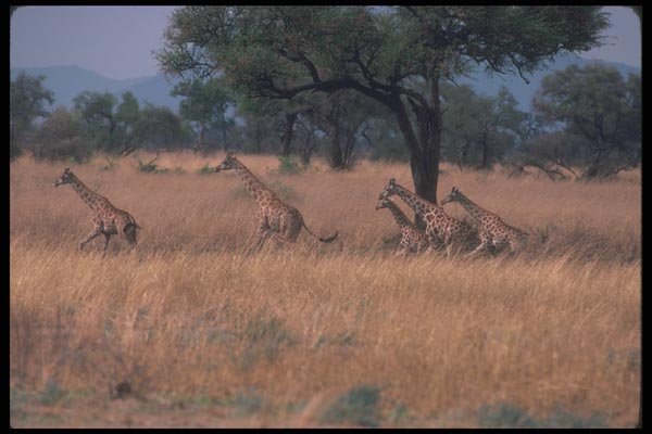 130011 Northern (Nubian) Giraffe Running A4 Photo Print