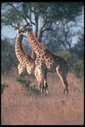 130012 Giraffe Fighting A4 Photo Print