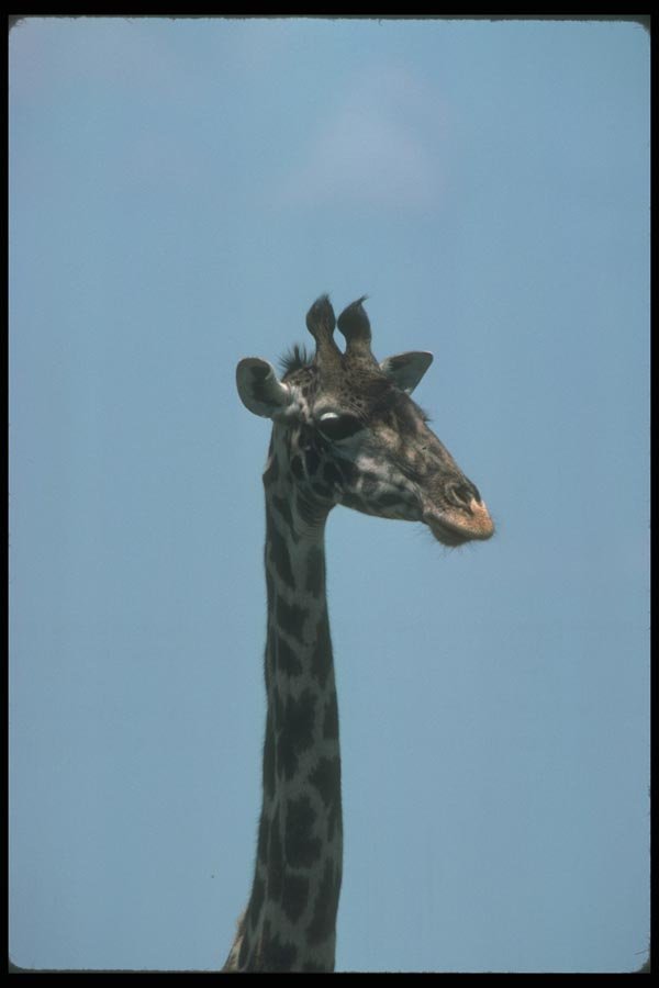 130013 Giraffe Head Shot A4 Photo Print